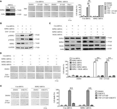 TRADD Mediates RIPK1-Independent Necroptosis Induced by Tumor Necrosis Factor